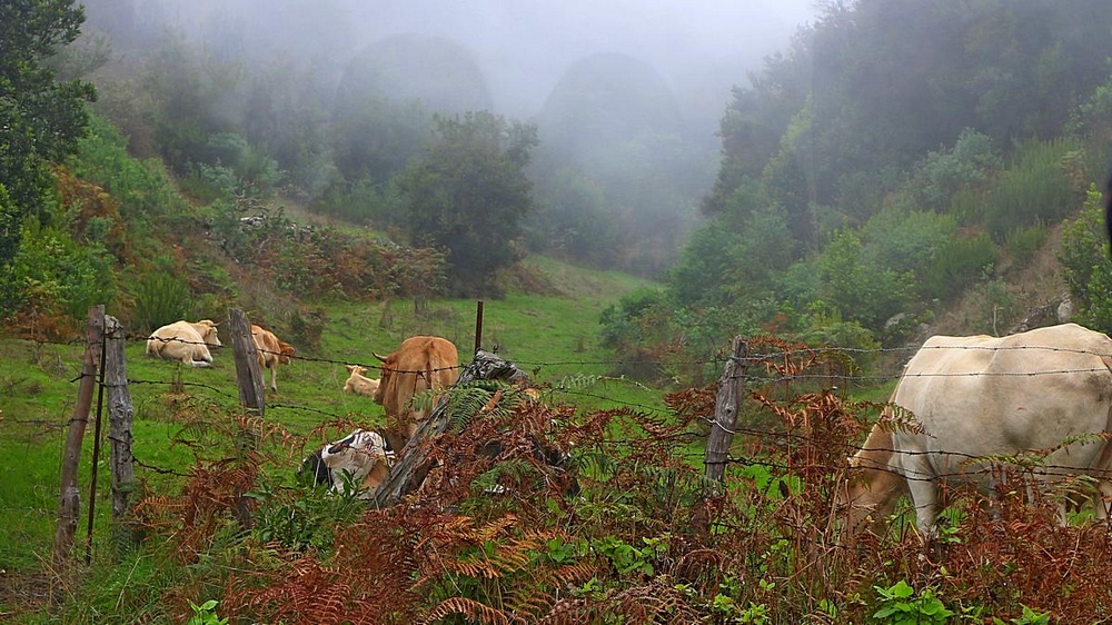 Foto: Kühe im Nebel entlang der Buslinie 100 auf La Palma